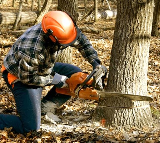 Tree Removal in Cedarbluff, MS